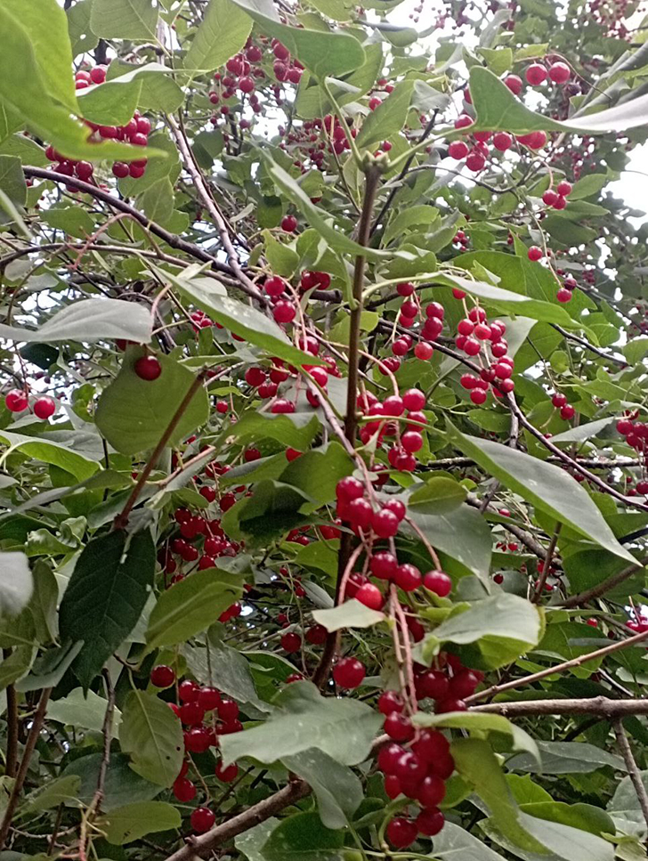 Парк «Вальс цветов» (фото В.Молодцова, август, 2025)