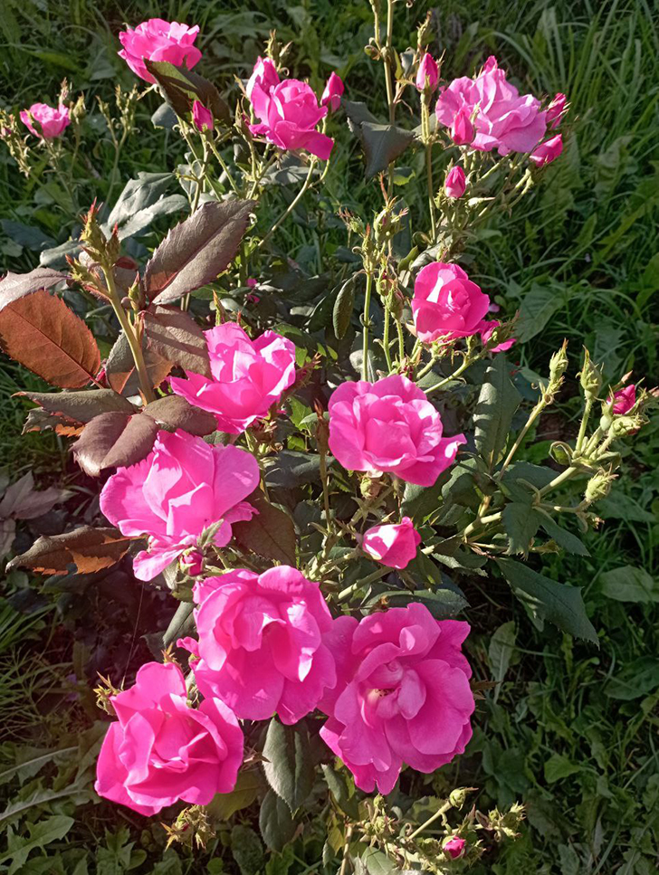 Парк «Вальс цветов» (фото В.Молодцова, август, 2025)