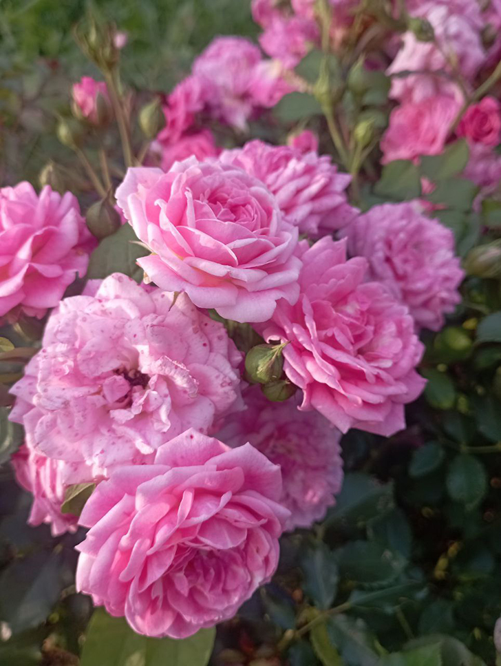 Парк «Вальс цветов» (фото В.Молодцова, август, 2025)