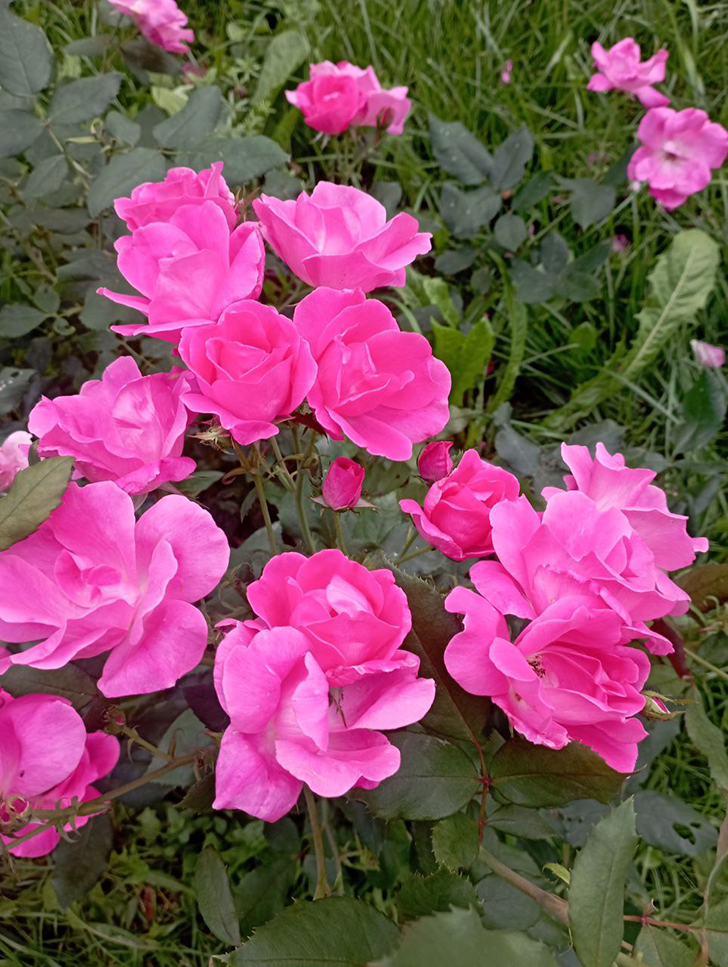 Парк «Вальс цветов» (фото В.Молодцова, август, 2025)