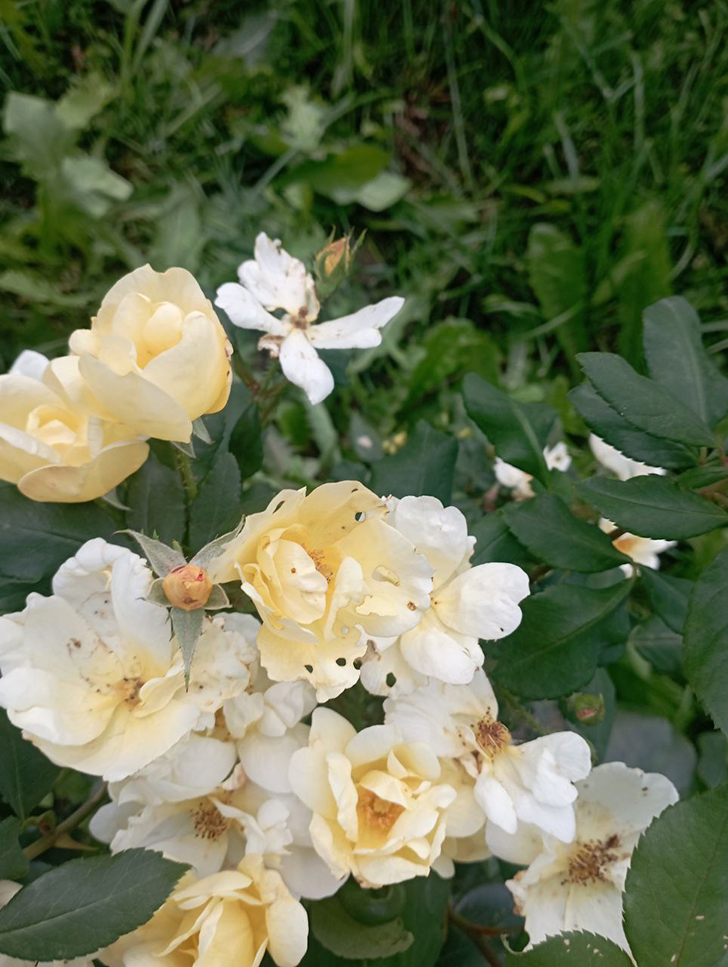 Парк «Вальс цветов» (фото В.Молодцова, август, 2025)