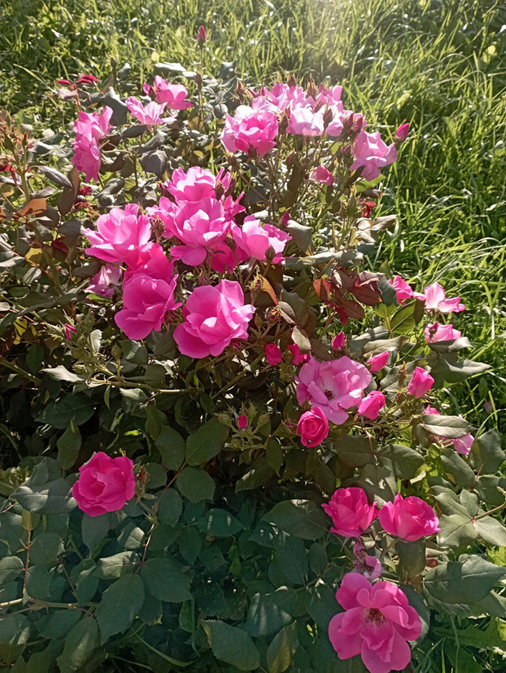 Парк «Вальс цветов» (фото В.Молодцова, август, 2025)
