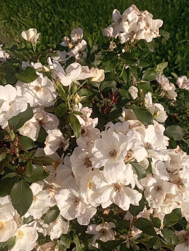 Парк «Вальс цветов» (фото В.Молодцова, август, 2025)