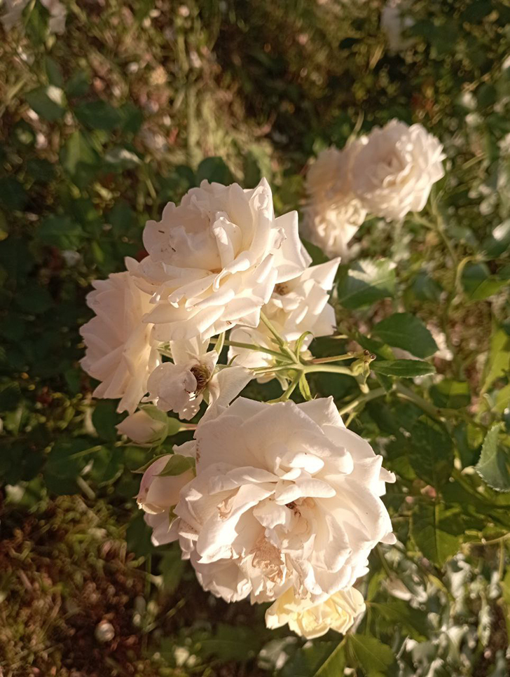 Парк «Вальс цветов» (фото В.Молодцова, август, 2025)