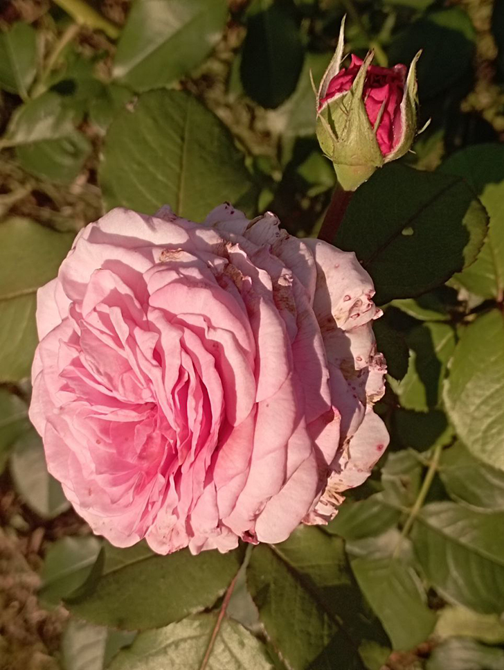 Парк «Вальс цветов» (фото В.Молодцова, август, 2025)