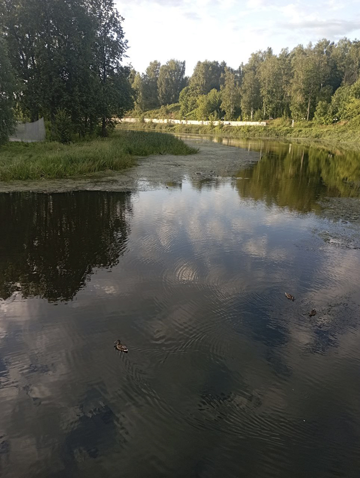 Река Сестра в г. Клин (фото В.Молодцова, лето, 2025)