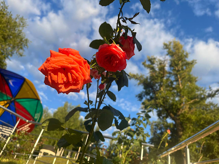 Парк «Вальс цветов» (фото В.Молодцова, август, 2025)