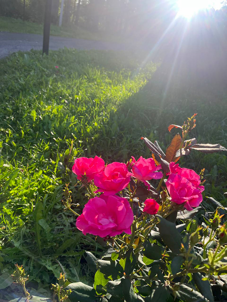 Парк «Вальс цветов» (фото В.Молодцова, август, 2025)