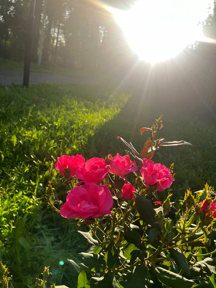 Парк «Вальс цветов» (фото В.Молодцова, август, 2025)
