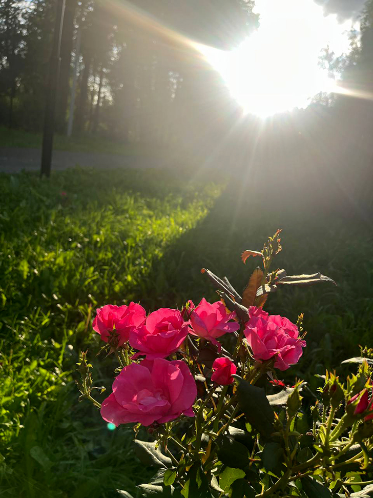 Парк «Вальс цветов» (фото В.Молодцова, август, 2025)