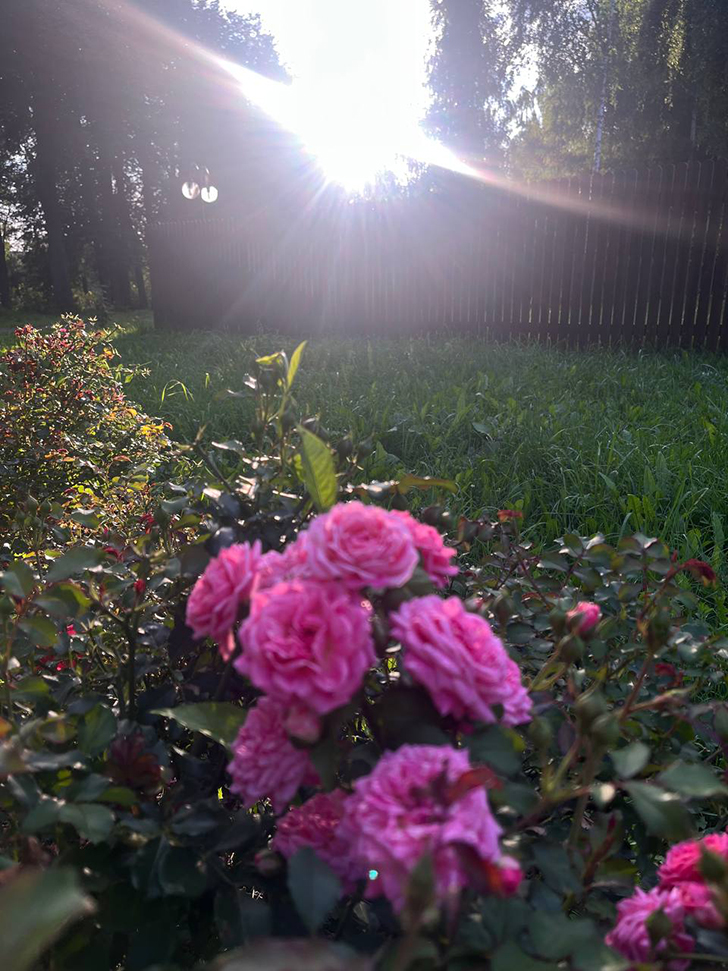 Парк «Вальс цветов» (фото В.Молодцова, август, 2025)