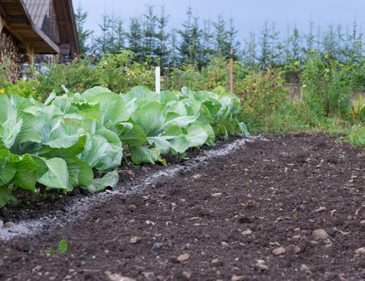 Что лучше сажать там, где рос картофель?