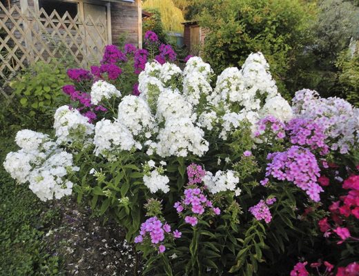 Все сорта — иностранцы. Белый сорт 'Fudjiyama' ('Mount Fuji'). Фото автора