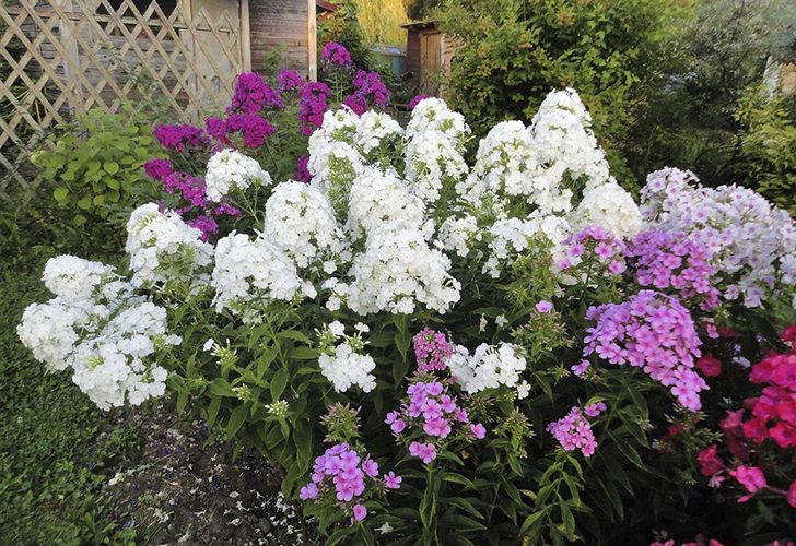 Все сорта — иностранцы. Белый сорт 'Fudjiyama' ('Mount Fuji'). Фото автора