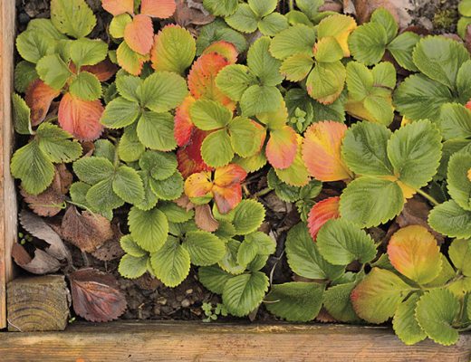 Какие агротехнические приемы помогут землянике садовой успешно перезимовать