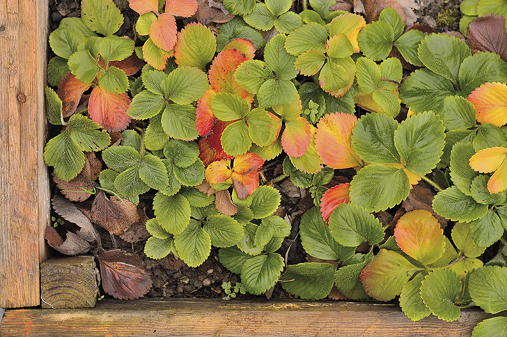 Какие агротехнические приемы помогут землянике садовой успешно перезимовать