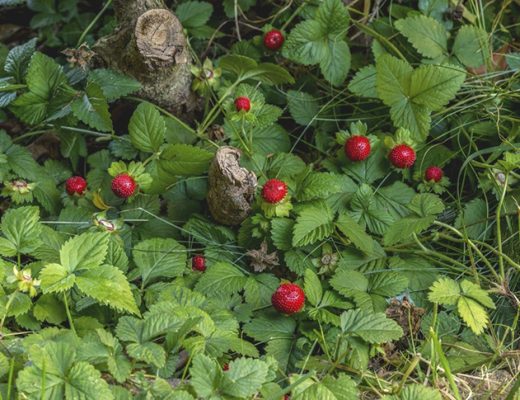 Дюшенея образует сплошные красивые ковры на земле