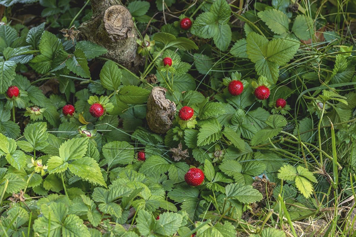 Дюшенея образует сплошные красивые ковры на земле
