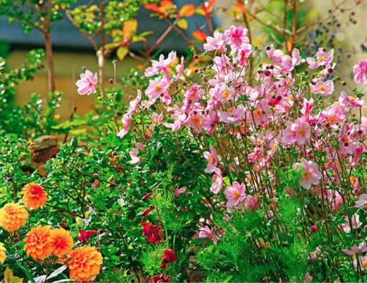 Анемоны в осеннем цветнике