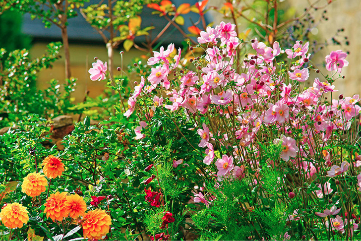 Анемоны в осеннем цветнике