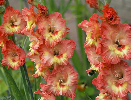 Гладиолусы