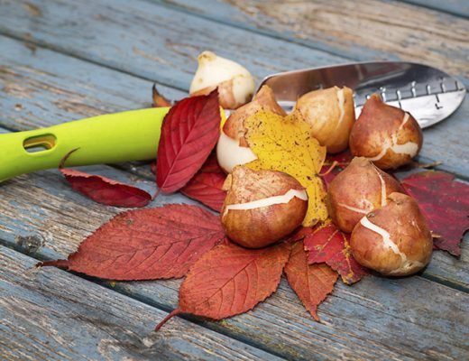 Не забудьте посадить осенью луковичные цветы