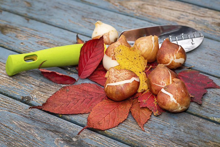 Не забудьте посадить осенью луковичные цветы