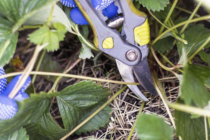 Сразу после сбора урожая — обрезка усов и листьев