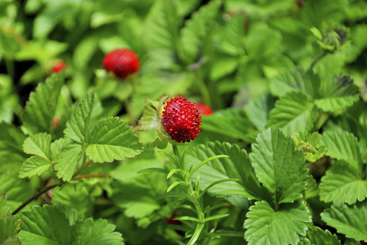 Дюшенея индийская в плодоношении