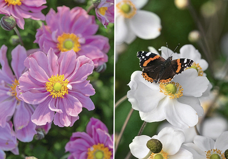 Гибридные анемоны: 'Pretty Lady Emily' (слева) и 'Honorine Jobert' (справа)