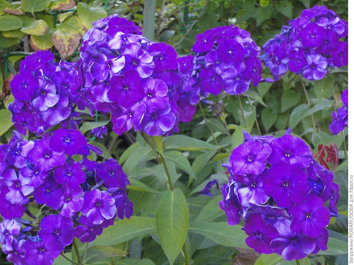 Ослепительно-синий сорт 'Blue Paradise' селекции Пита Удольфа — несомненный шедевр, достойный расти в каждом саду. И эта картинка не фотошоп. Фото автора