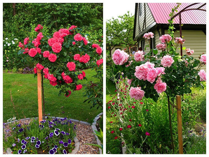 Сажайте штамбы правильно!