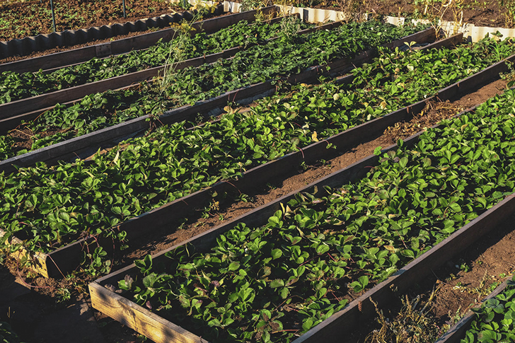 Усы нужно удалять вовремя