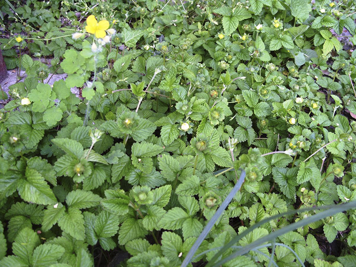 Дюшенея индийская готовится к цветению. Фото автора