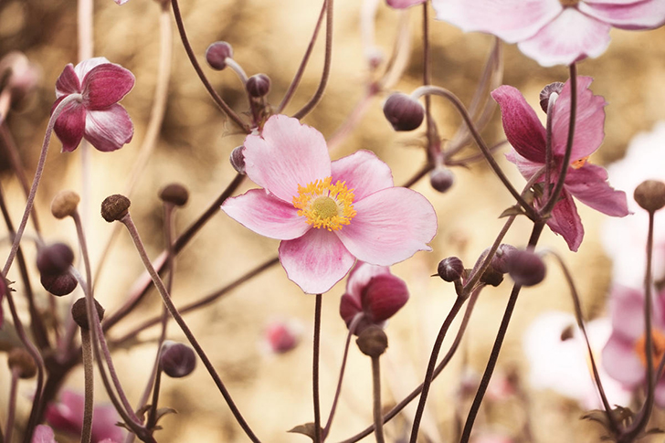 Анемона японская (Anemone hupehensis var. japonica)