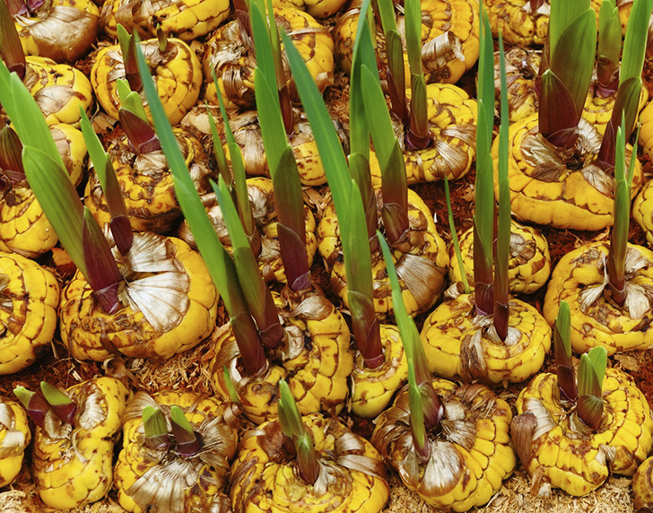 Вовремя выкопанные клубнелуковицы зимой хорошо хранятся, а весной дружно прорастают