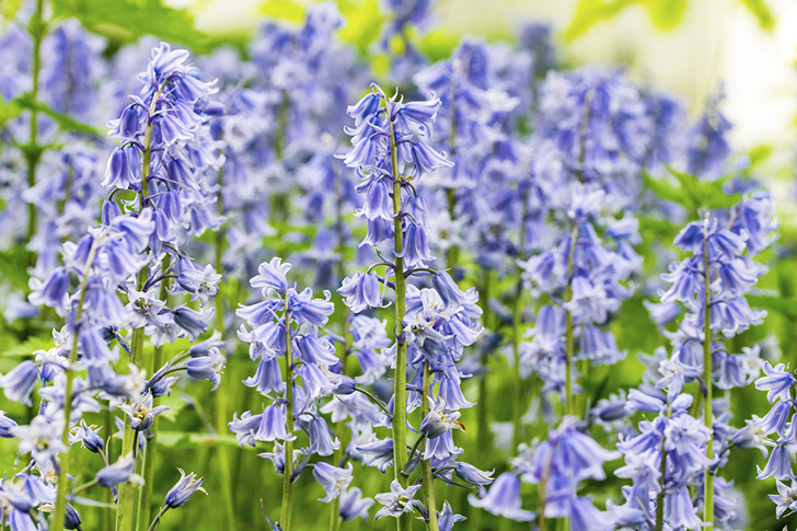 Гиацинтоидесы