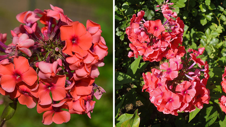 Флокс 'Tequila Sunrise' из «коктейльной» серии Яна Верcора. Фото автора