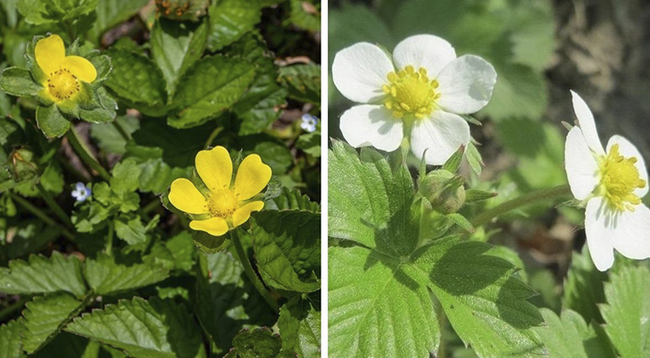 Цветок дюшенеи индийской (слева) и цветки земляники (справа)