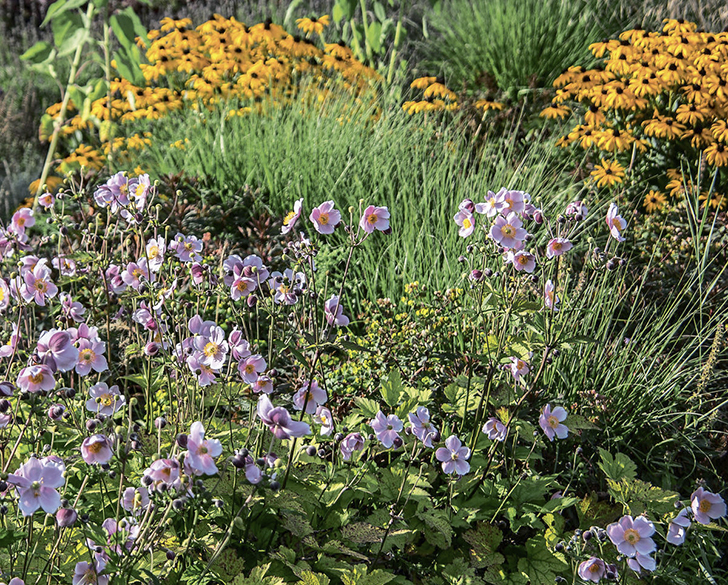 Осенние анемоны хороши в смешанных посадках