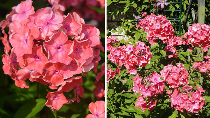 Название 'Watermelon Punch' в полной мере передает оттенок соцветий. Фото автора