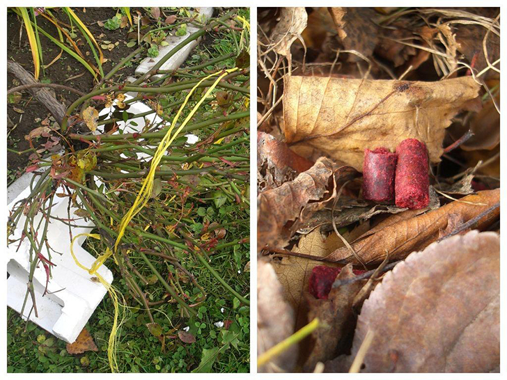 Под место прививки — пенопласт, а в листья — «угощение» для непрошеных гостей