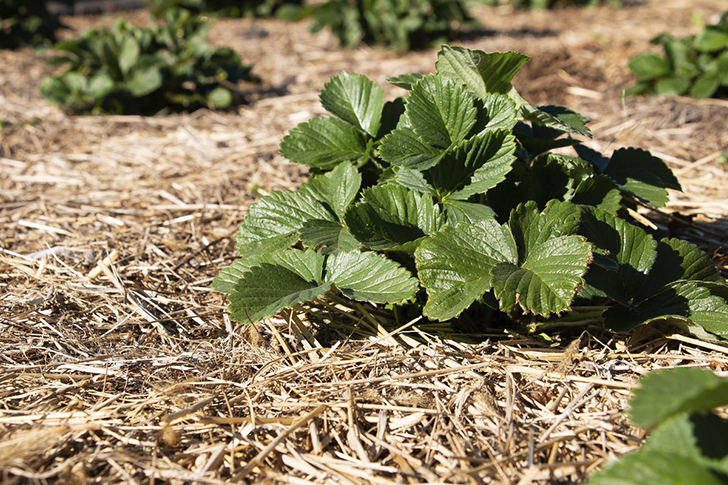 Для мульчирования земляники садовой подойдут опилки или солома