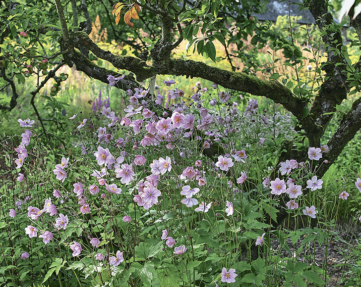 Анемона 'Septembercharme' очень изысканно смотрится под сенью дерева