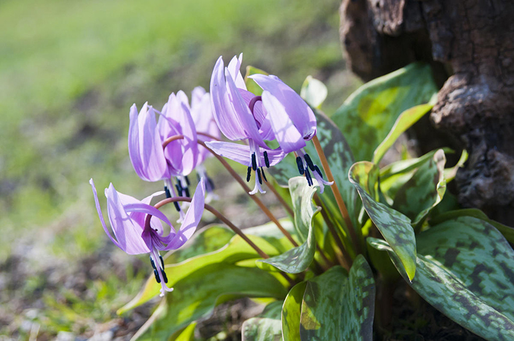 Кандык (эритрониум)