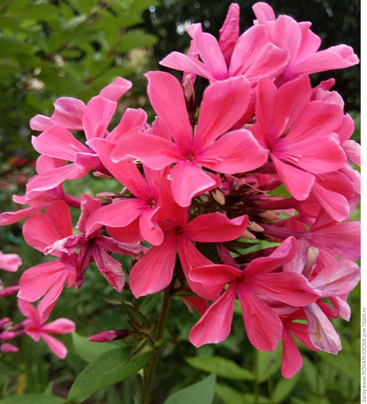 Модная новинка — сорт 'Cleopatra'. Фото автора