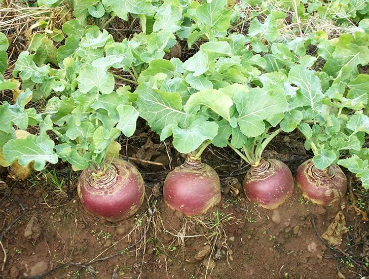 Брюква на грядке