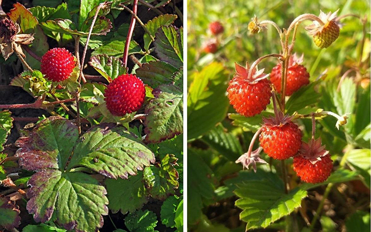Слева — плоды дюшенеи индийской. Фото Зинаиды Федоровой (fedzina). Справа — плоды земляники