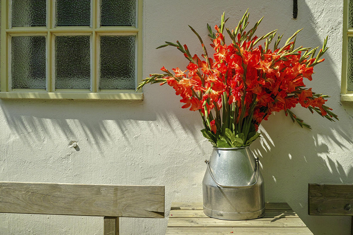 Любуйтесь гладиолусами в срезке