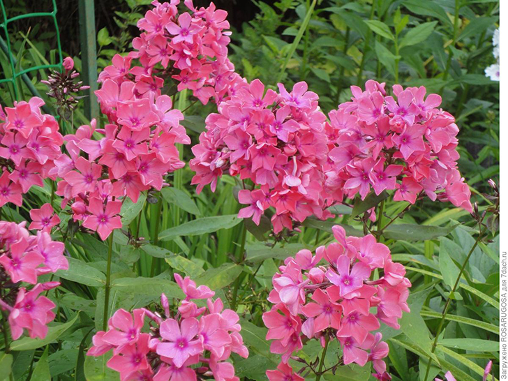 Флокс 'Flamingo' — кудрявое соцветие напоминает оперение птицы. Фото автора